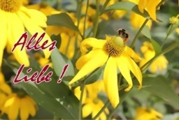 Zeige Details für Alles Liebe - gelbe Blume Bild von Alles Liebe - gelbe Blume